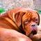 Oscar aka Hulk, Male dogue de bordeaux 